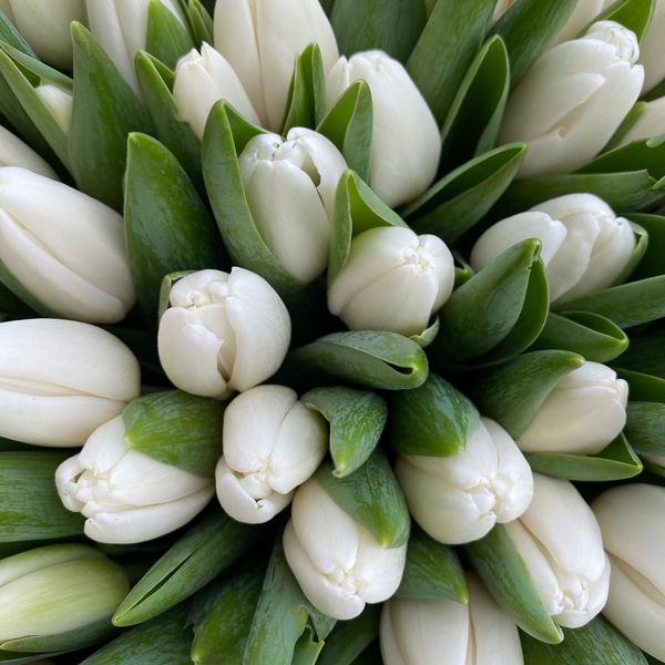 Bouquet of tulips "Pure love"