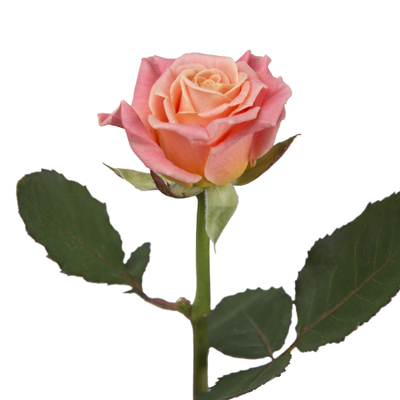 Троянда Місс Піггі