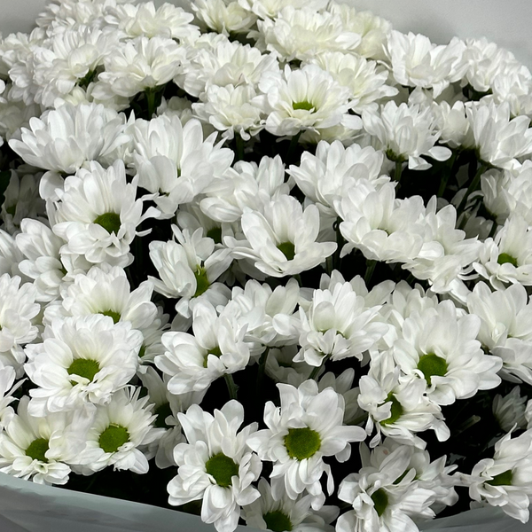 Bouquet of 15 branches of chrysanthemums