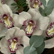 Букет 9 орхидей с эвкалиптом
