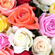 101 roses of different colors