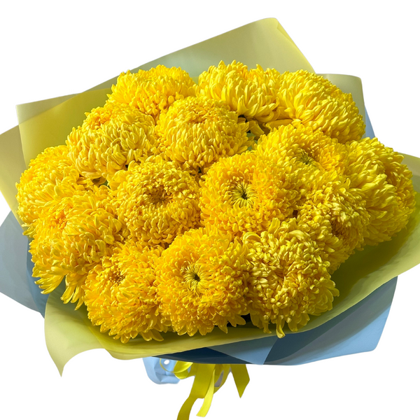 15large yellow chrysanthemums