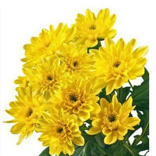 Chrysanthemum yellow